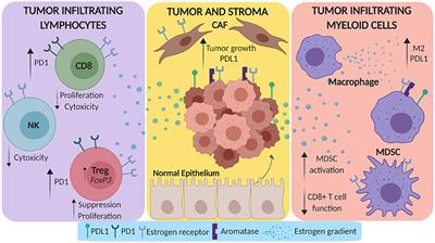 Influence of Estrogen on the NSCLC Microenvironment: A Comprehensive Picture and Clinical Implications